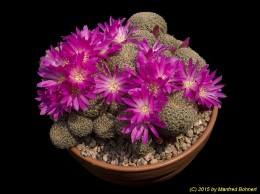 Sulcorebutia albissima HS100a 1239